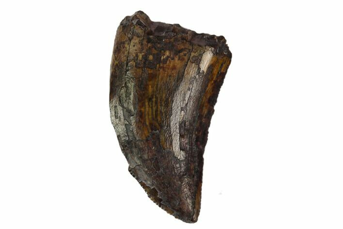 Serrated, Theropod Tooth - Judith River Formation #129807